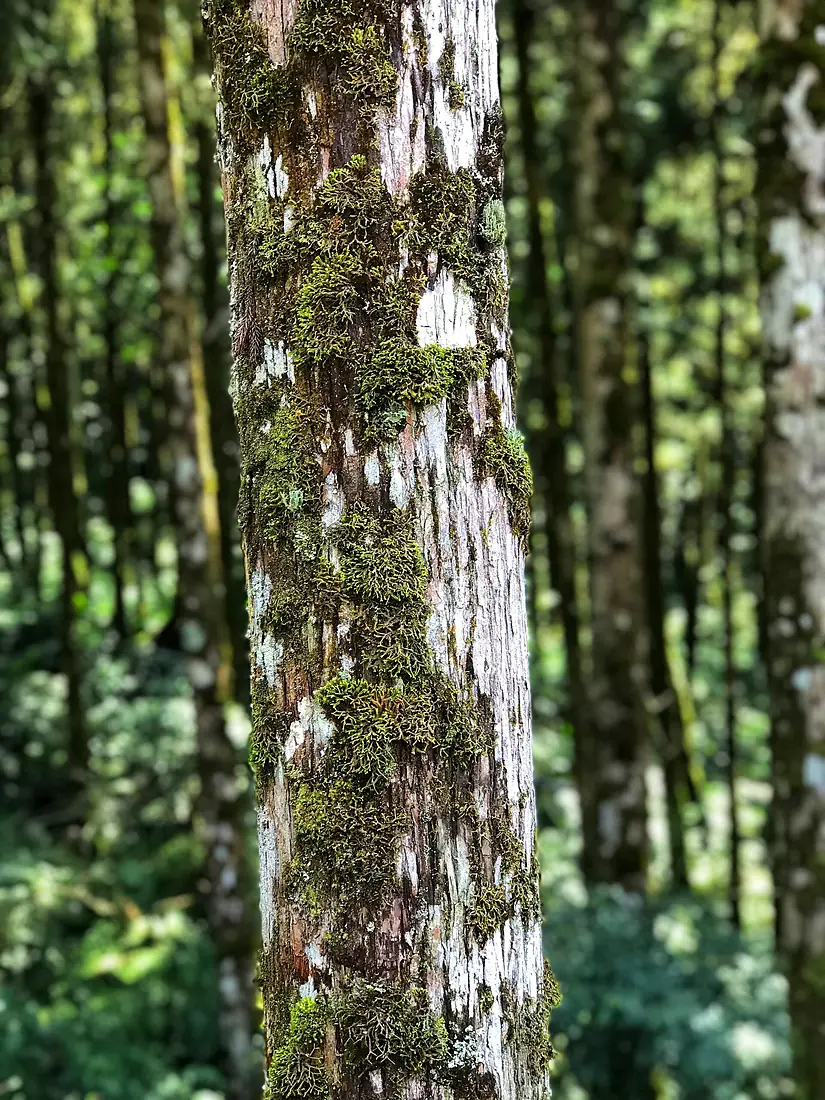 Cilan Major Wildlife Habitat-樹單棵1