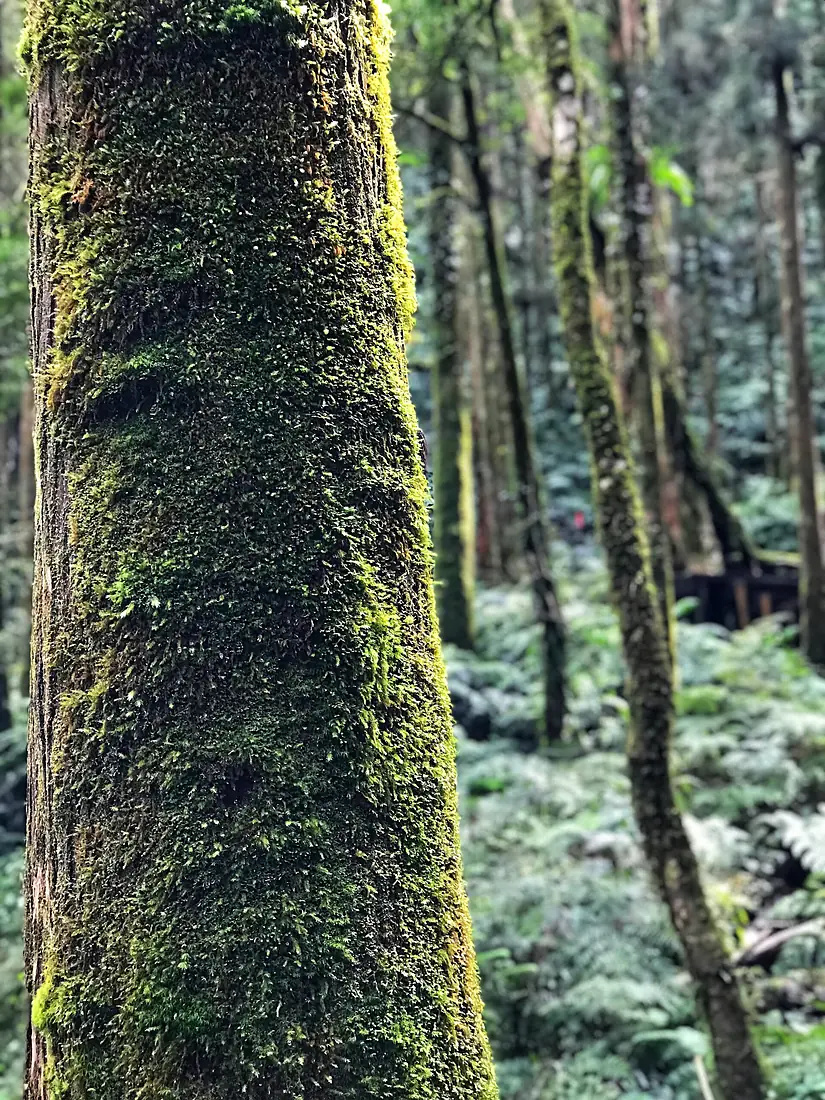 Cilan Major Wildlife Habitat-樹單棵2