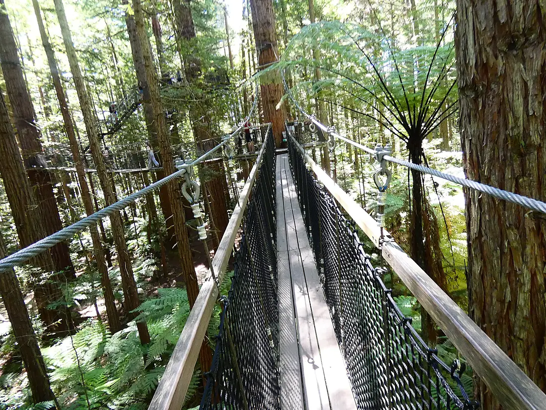 Redwoods Forest Rotorua 04
