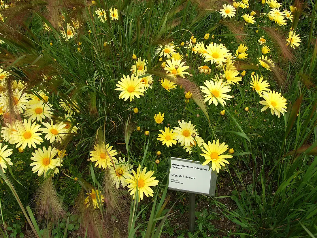 Argyranthemum frutescens (Reykjavík BG)