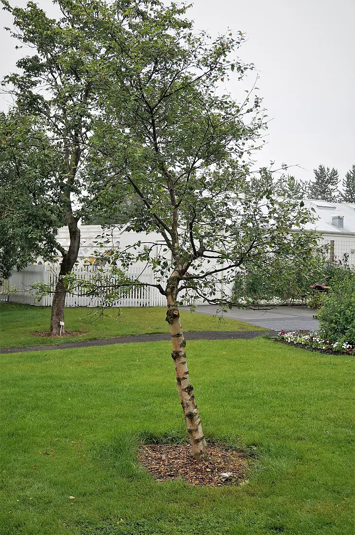 Birch at Reykjavík botanical garden