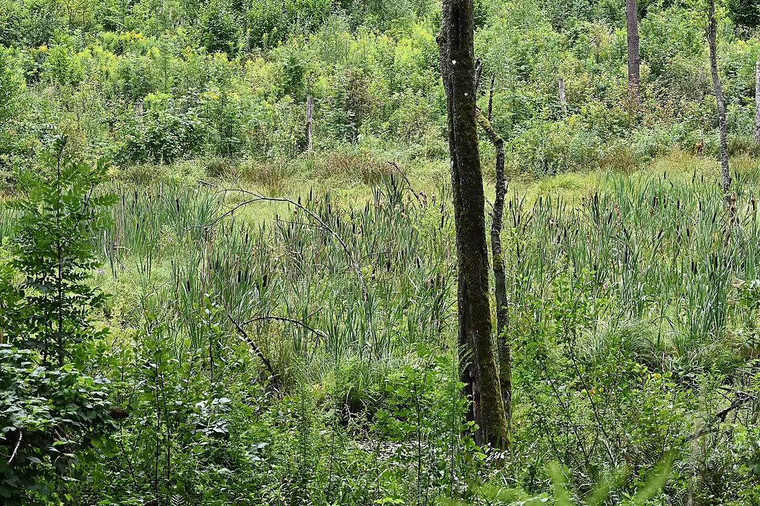 20230807 Rominter Heide - Moorlandschaft
