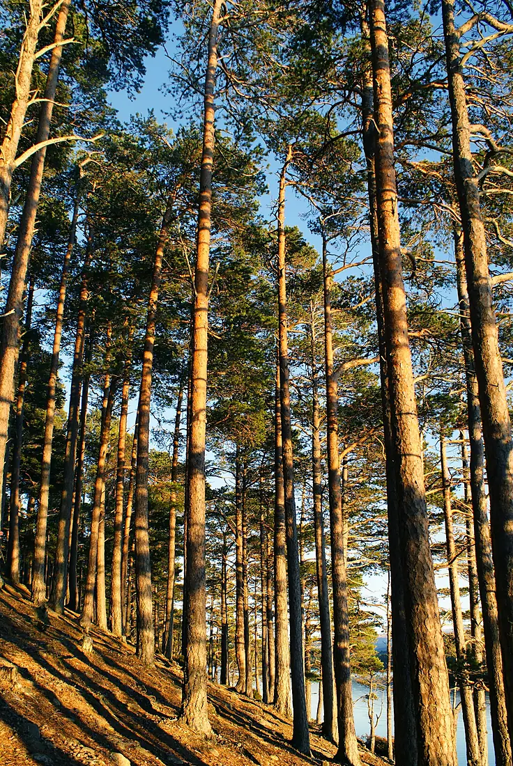 Rothiemurchus Forest