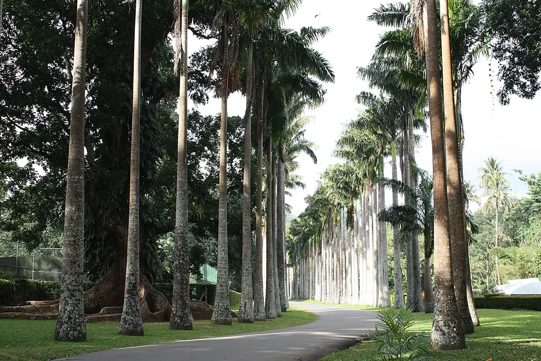 Alley in Royal Botanical Gardens