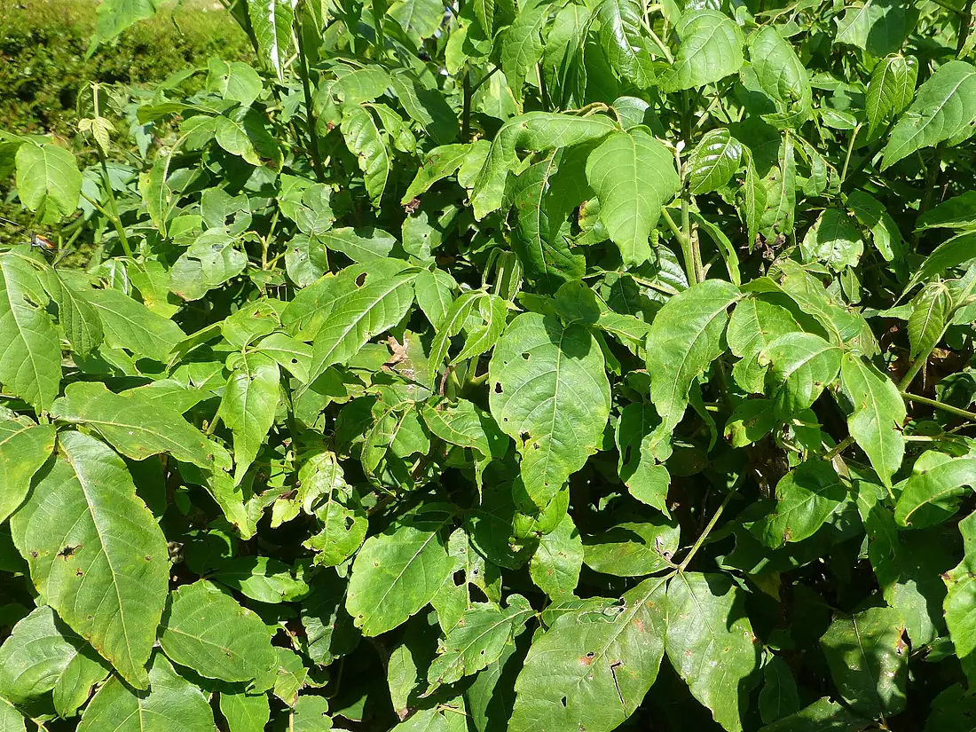 Allophyllus cobbe-Jardin botanique de Kandy (1)