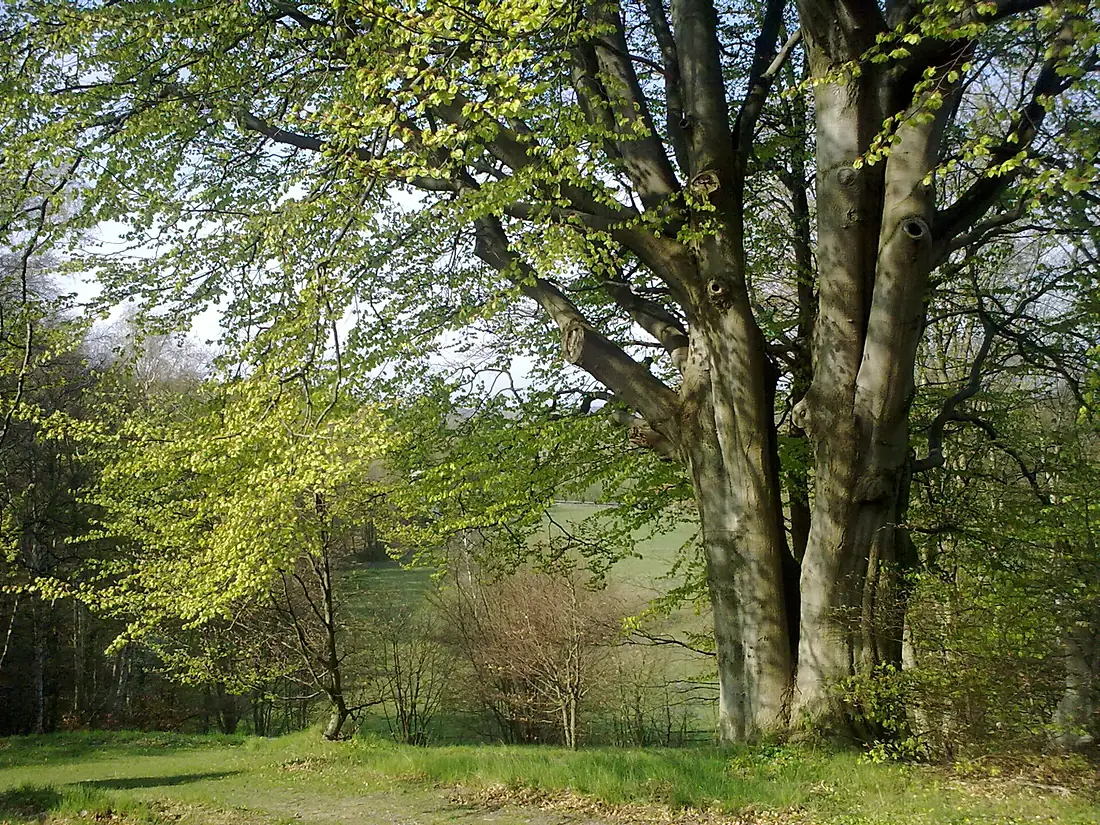 Nordsjælland - trees