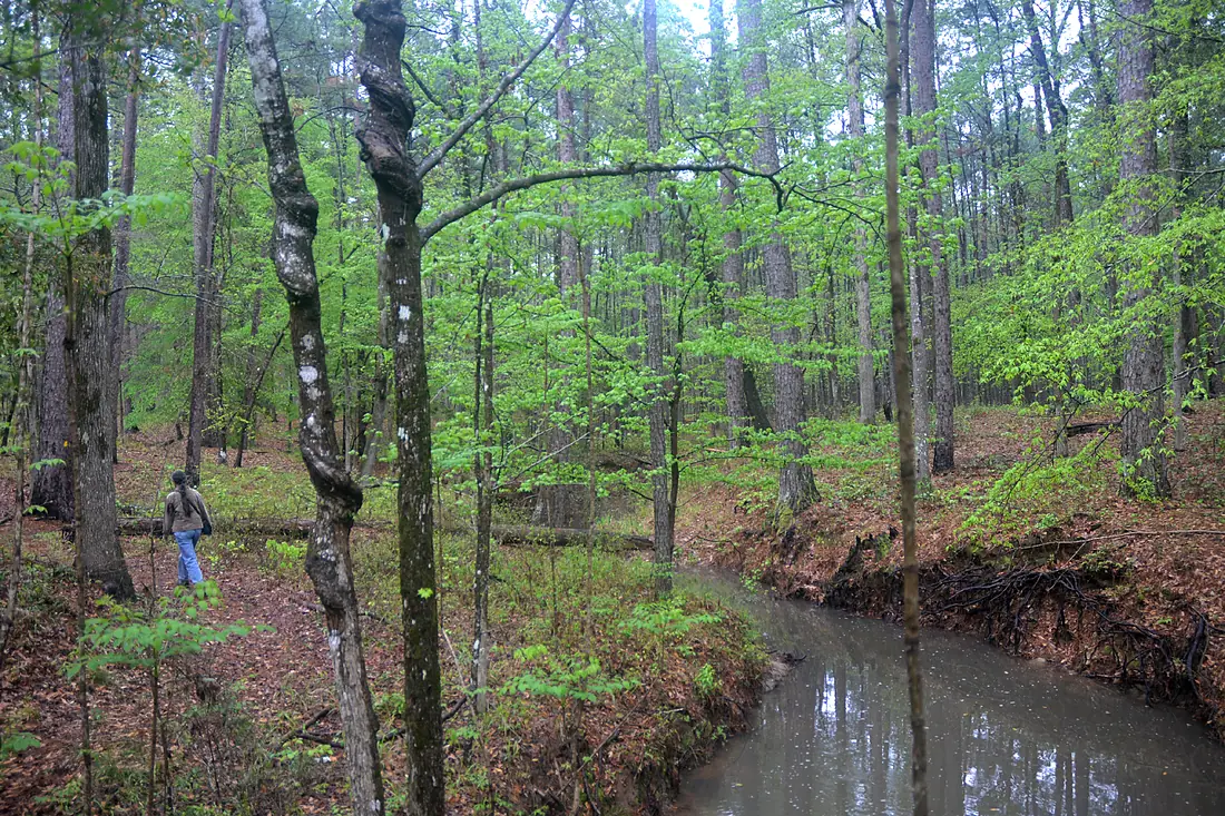 Sabine National Forest, Trail Between the Lakes, with hiker, Texas