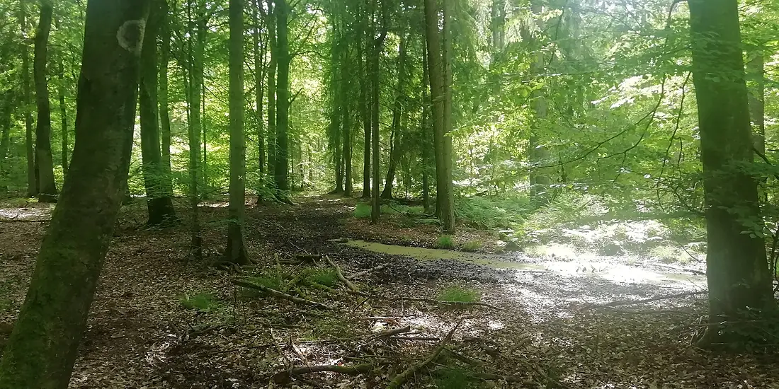 Sachsenwald near Langbett