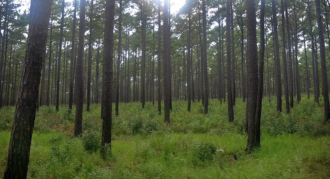 Longleaf pine (Pinus palustris), Sam Houston National Forest, Walker County, Texas, USA (September 2020)
