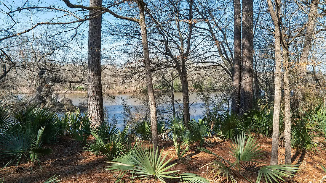 USA - Texas - Sam Houston National Forest - Lake Conroe - 50922999668