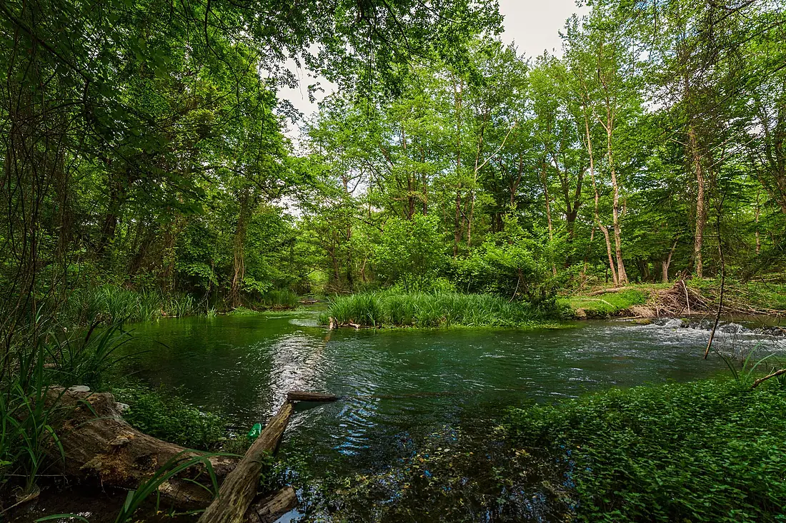 Samur forest