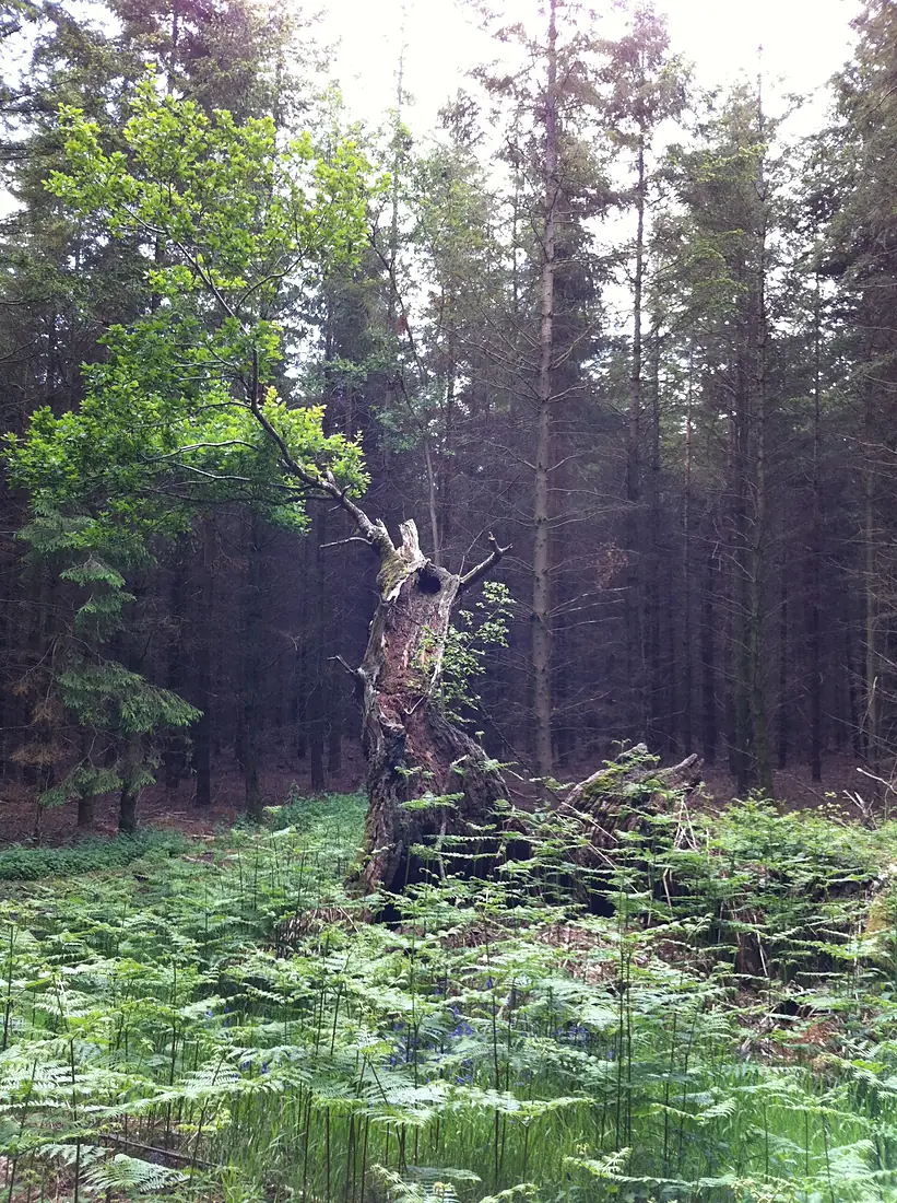 Duke's Vaunt Oak, Savernake Forest, Wiltshire, UK - 21st May 2011