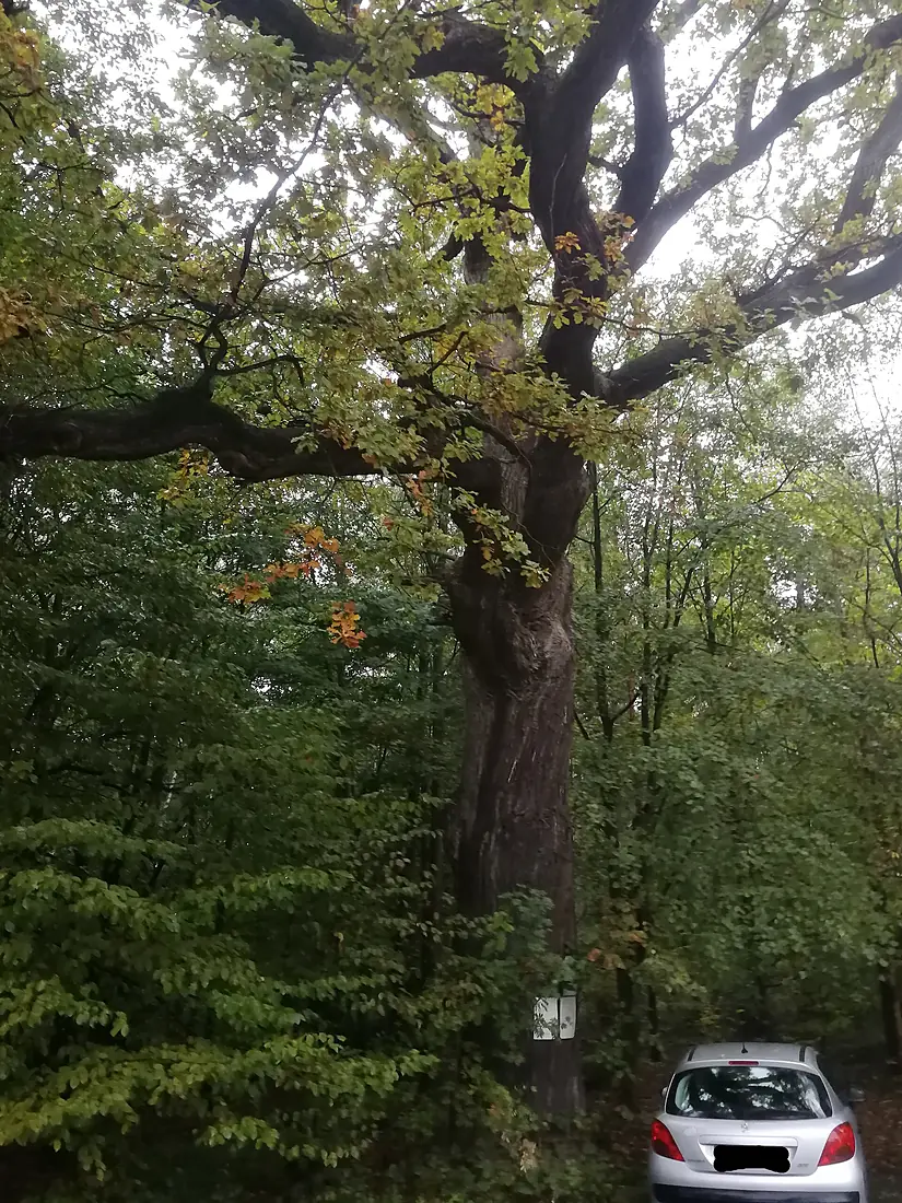Eiche an der Cammer Brink im Schaumberger Wald, ND