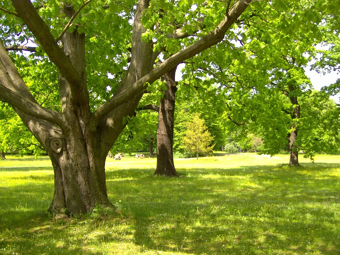 Alte Eichen in Gotha