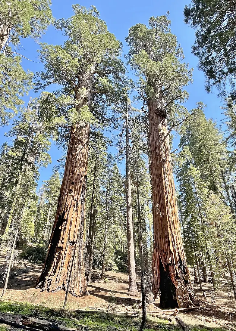 Gothic Arch aka Alta Twin Sequoia Trees (distance) in Sequoia National Park (July 2023)