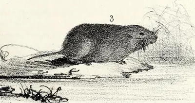 Microtus lavernedii