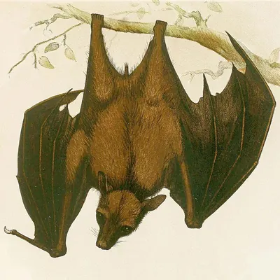 Stenonycteris lanosa