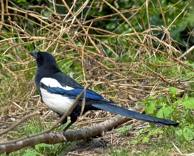 Oriental Magpie