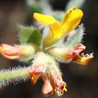 Acmispon tomentosus