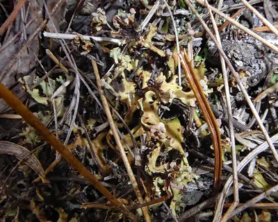 Cladia muelleri