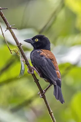 Chestnut-and-black Weaver