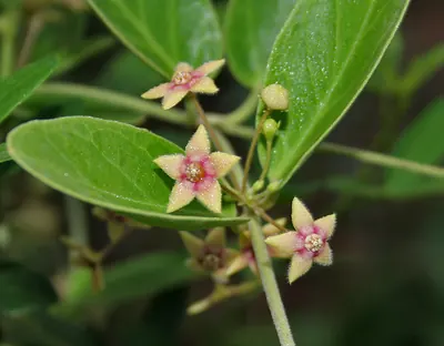 Antamul