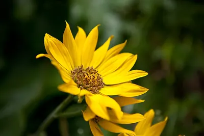 Arrowleaf Balsamroot