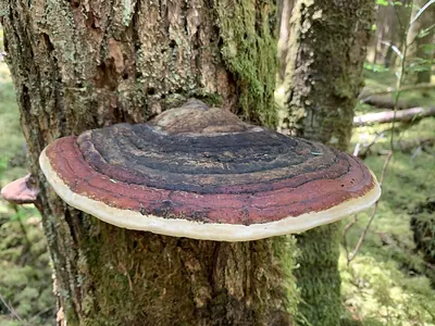 Fomitopsis mounceae