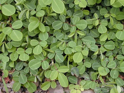 Grona triflora