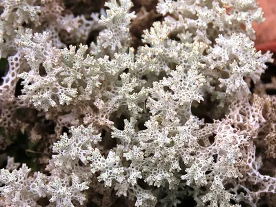 Pulchrocladia retipora