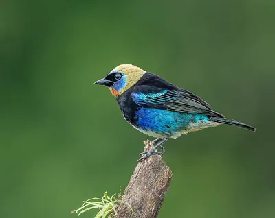 Stilpnia larvata