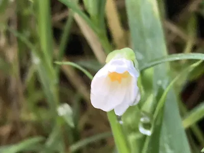 Rabelera holostea