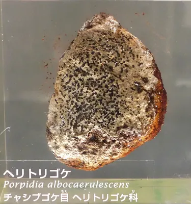 Smoky-eye boulder lichen