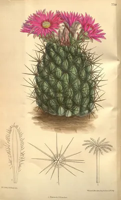 Pelecyphora vivipara