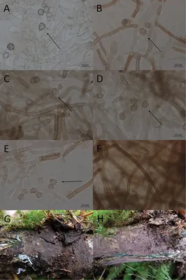 Polyozellus umbrinus