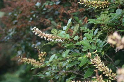 Pterophylla sylvicola