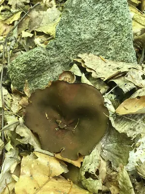 Phylloscypha phyllogena