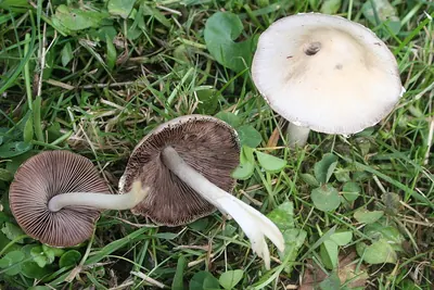 Candolleomyces candolleanus