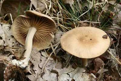 Collybiopsis peronata
