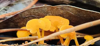 Favolaschia claudopus