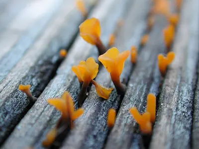 Dacrymyces spathularius