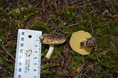 Xerocomus leptospermi