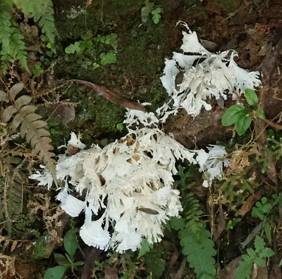 Poretooth rosette