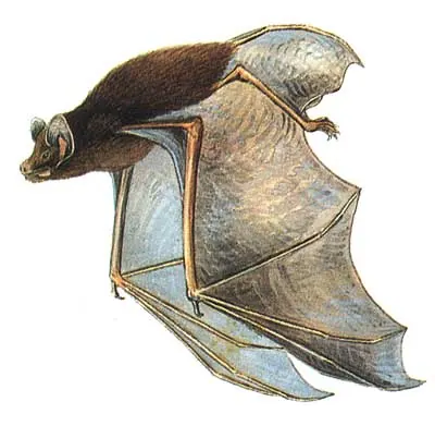 Gould’s Wattled Bat