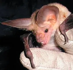 Pallid bat