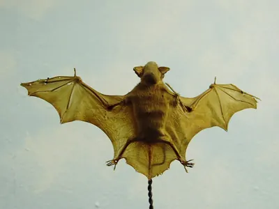 Lesser Flat-headed Bat