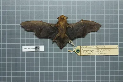 Greater Bamboo Bat