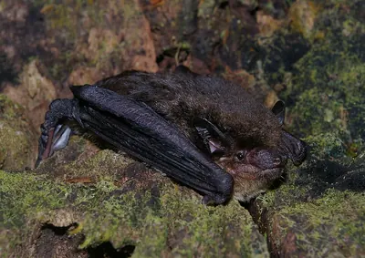 Argentinian Brown Bat