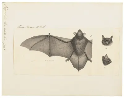 Horsfield's Myotis