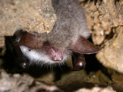 Natterer’s Bat